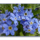 Kleine blaue Blüten ganz groß....