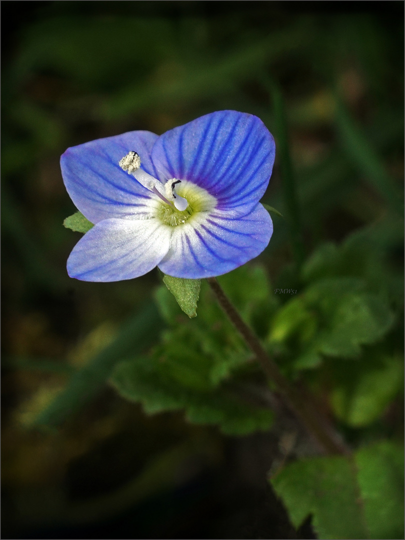 Kleine blaue Blüten - neu im Garten