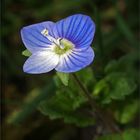 Kleine blaue Blüten - neu im Garten