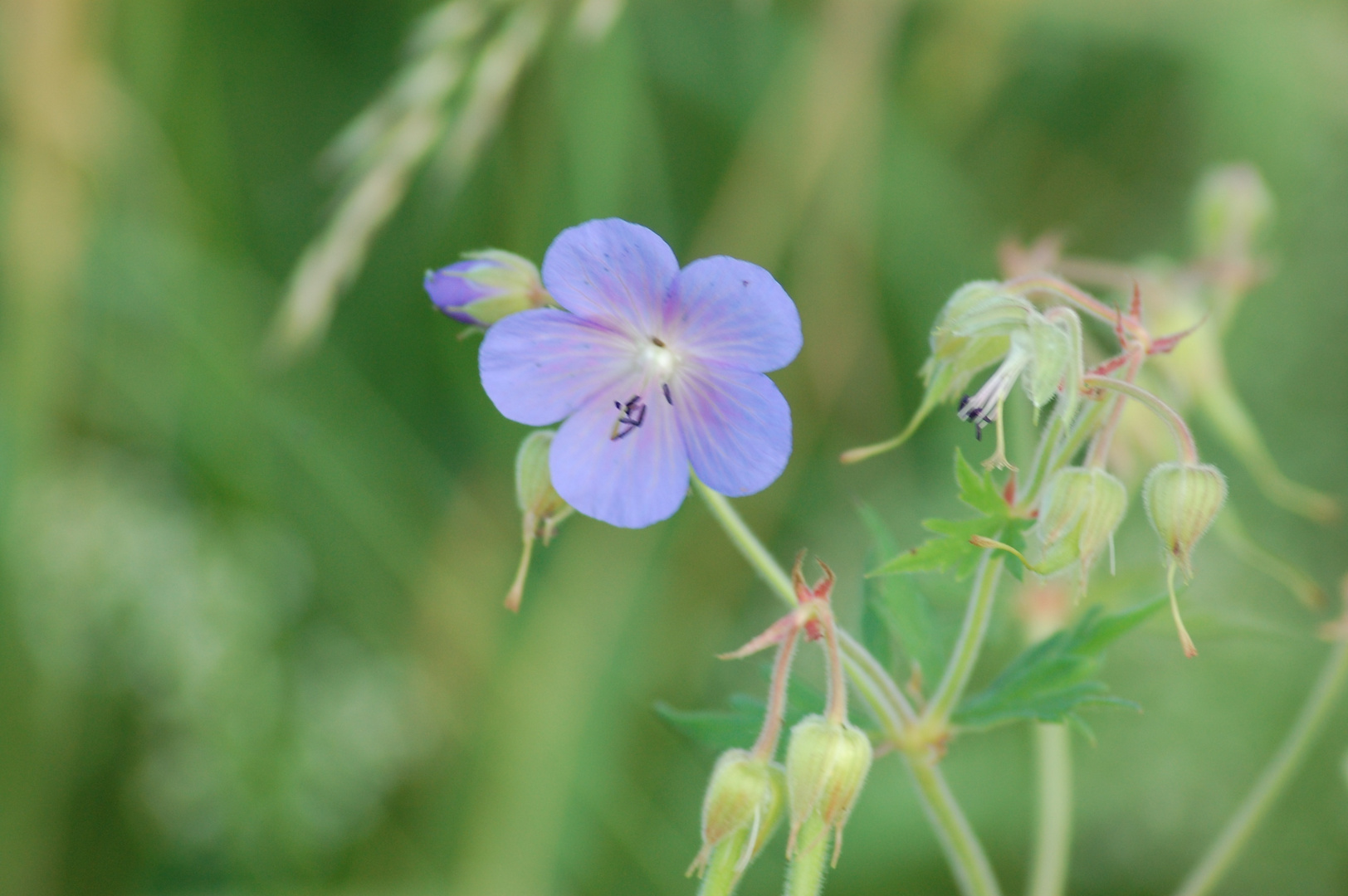 kleine blaue Blume