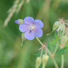 kleine blaue Blume