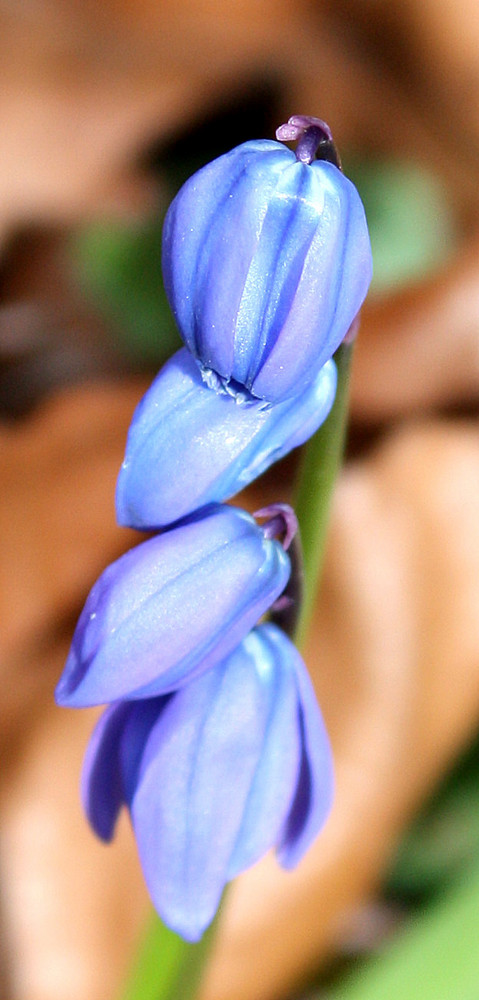 kleine blaue Glockenblume