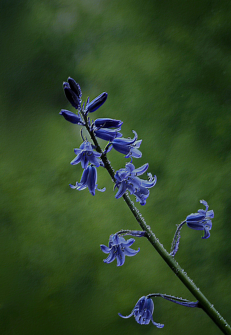 Kleine blaue Glöckchen...