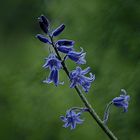 Kleine blaue Glöckchen...