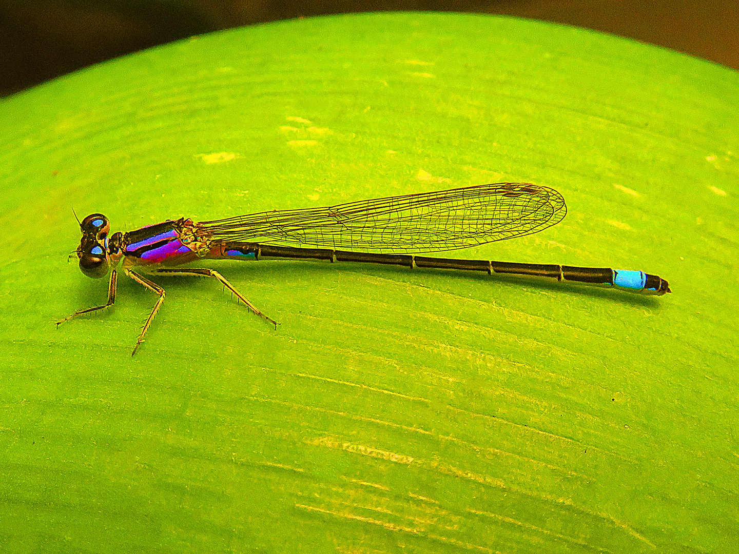 Kleine blaue Libelle