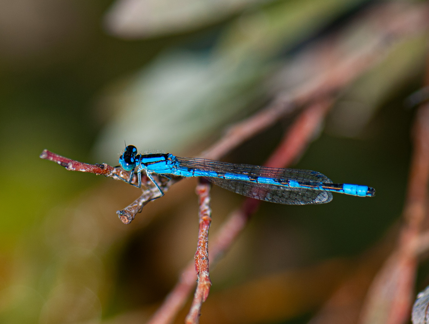 Kleine blaue Libelle