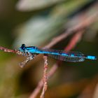 Kleine blaue Libelle