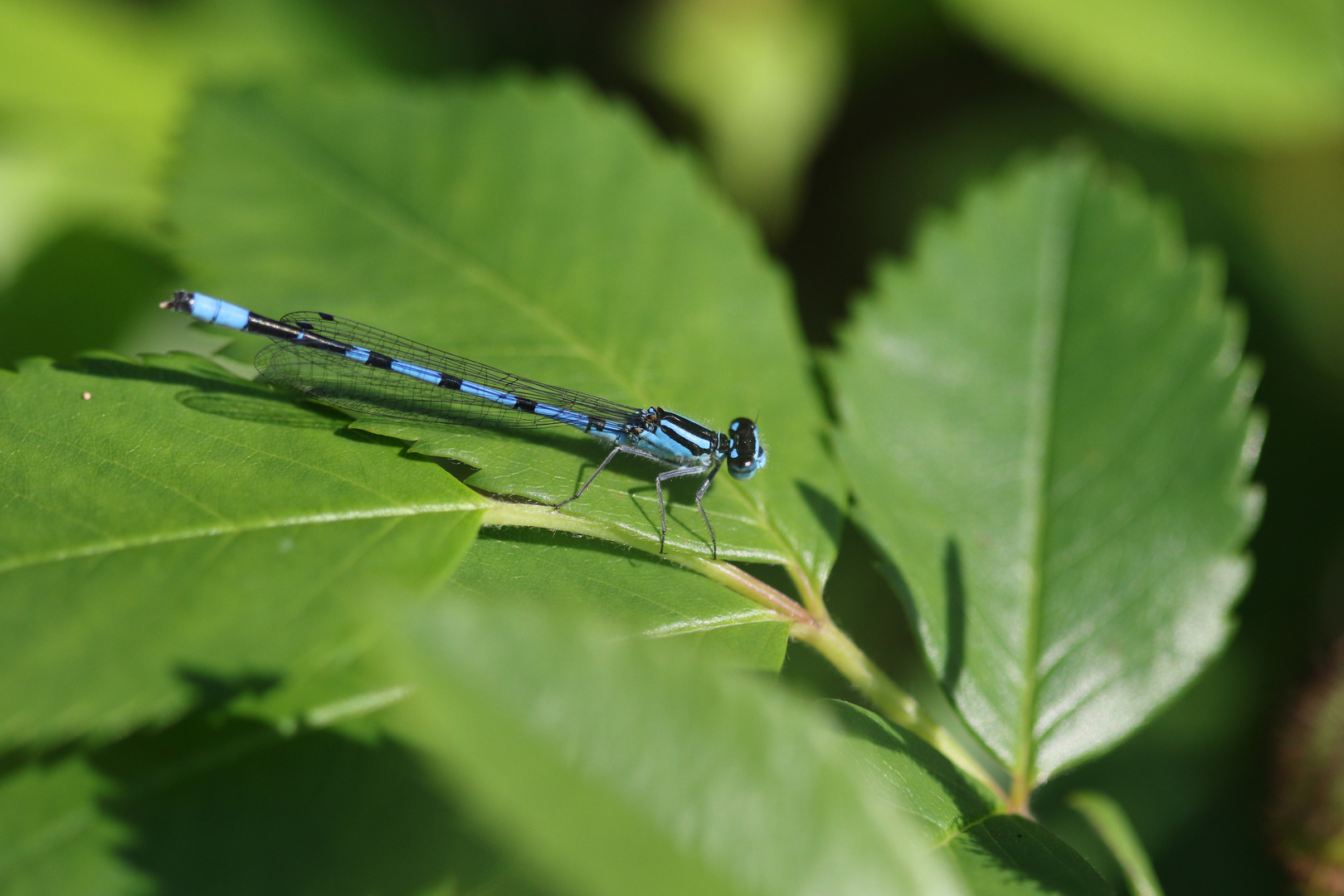 Kleine blaue Libelle