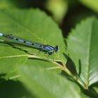 Kleine blaue Libelle