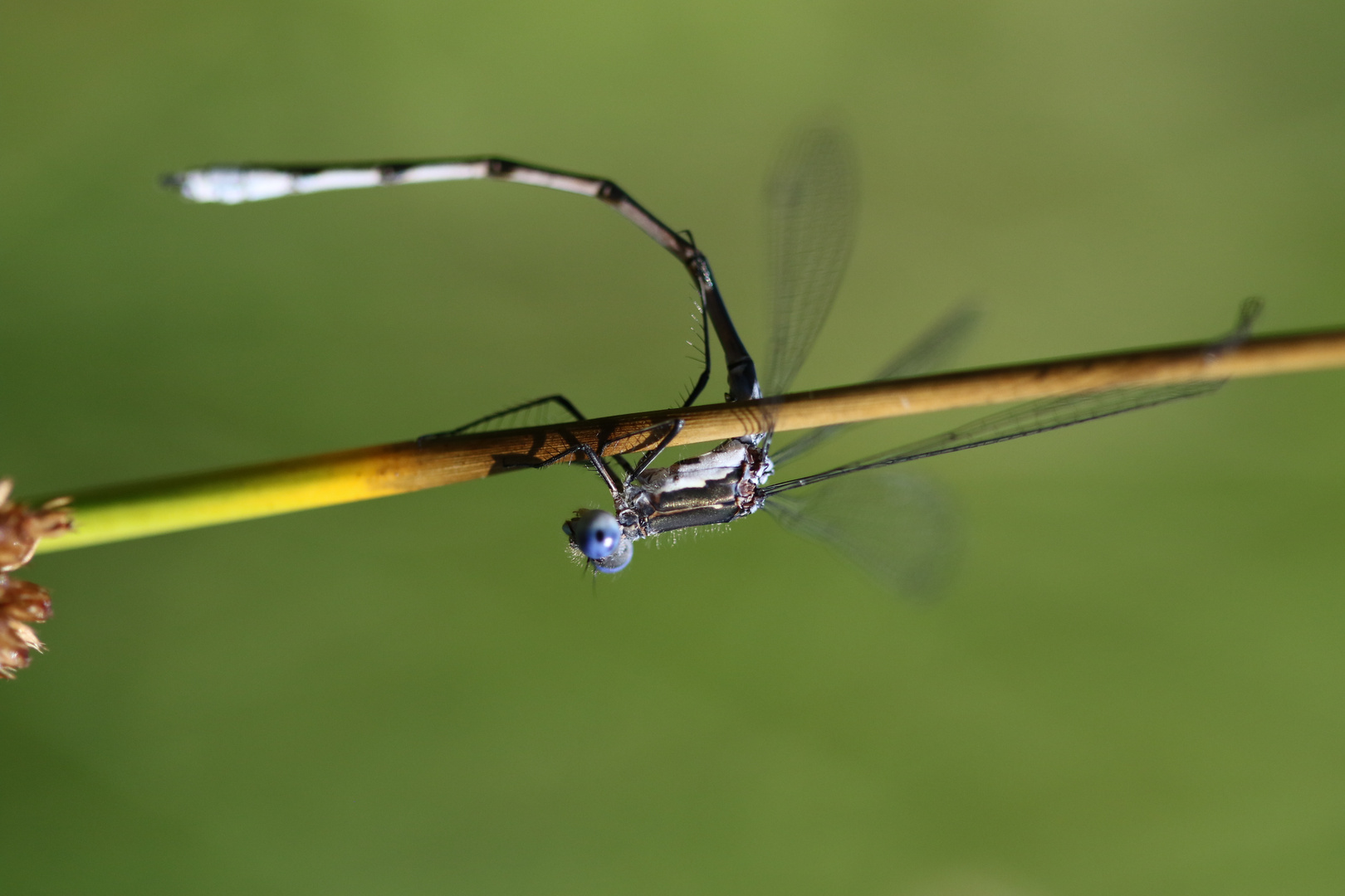 kleine blaue Libelle