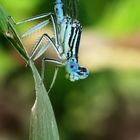 Kleine blaue Libelle 