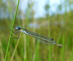 Kleine blaue Libelle