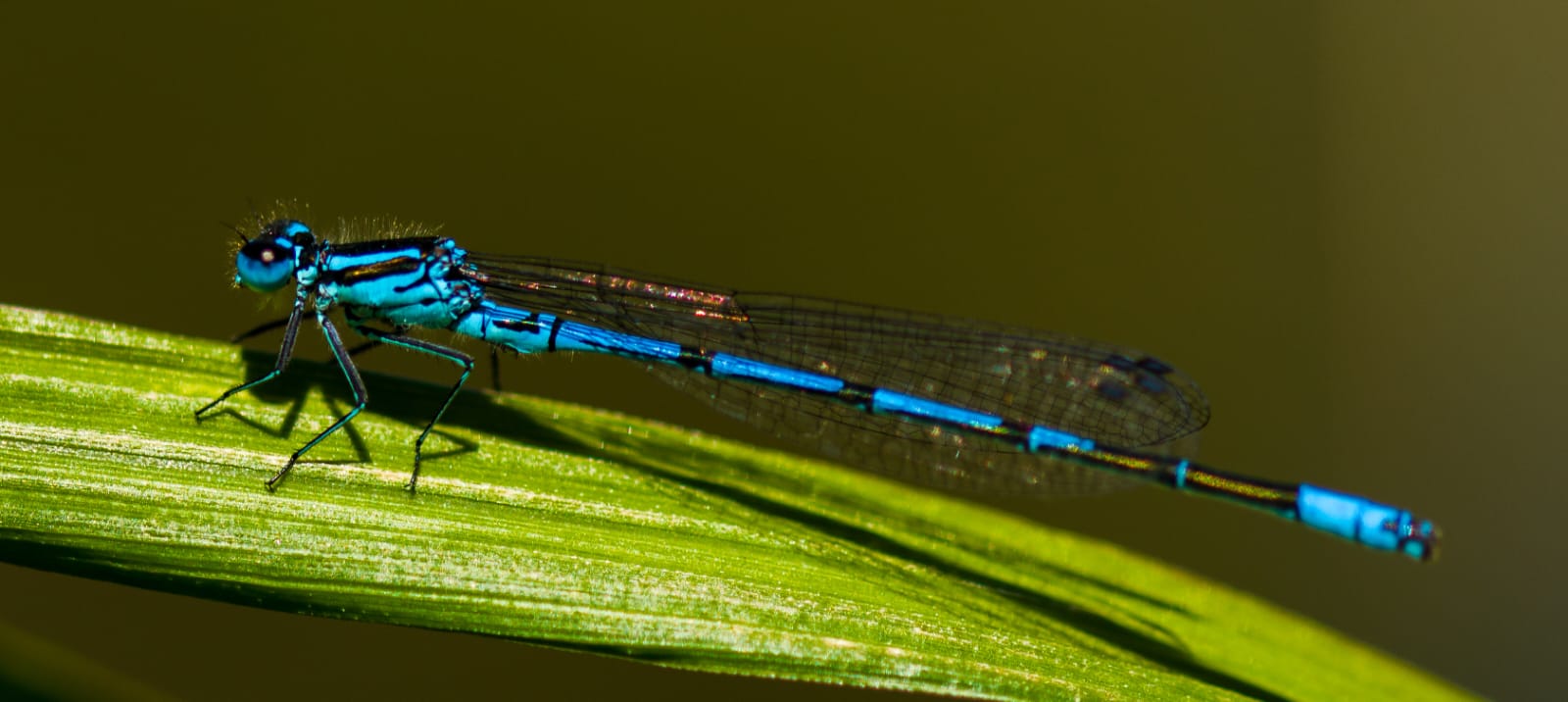 kleine blaue Libelle 