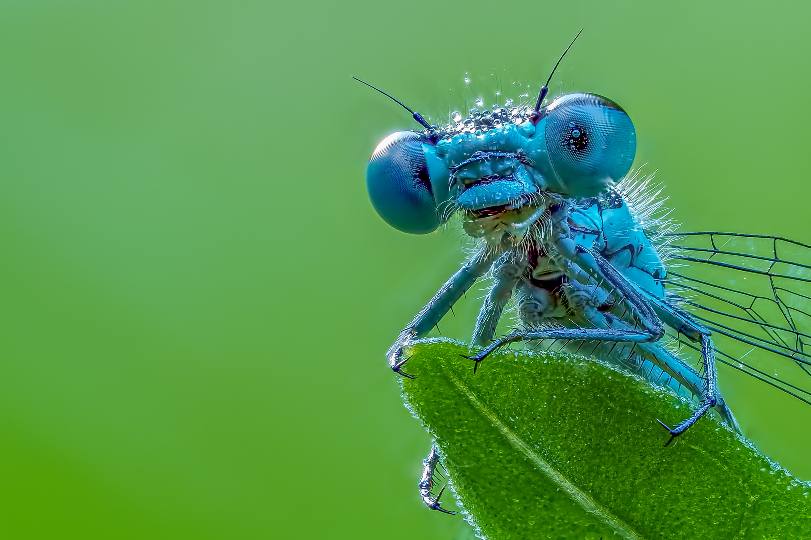 Kleine blaue Libelle (Fokus BKT)