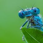 Kleine blaue Libelle (Fokus BKT)