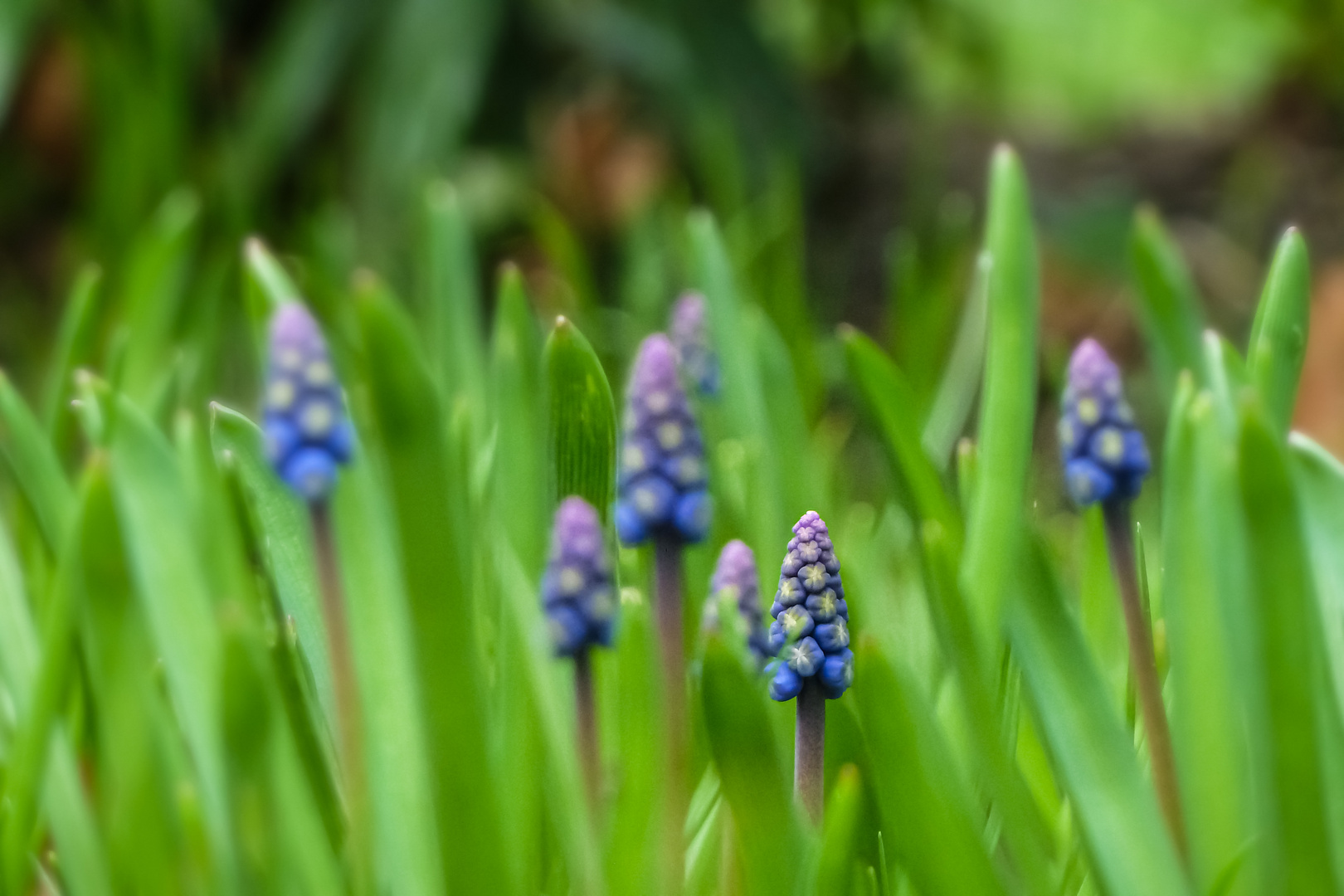 Kleine blaue Perlen 