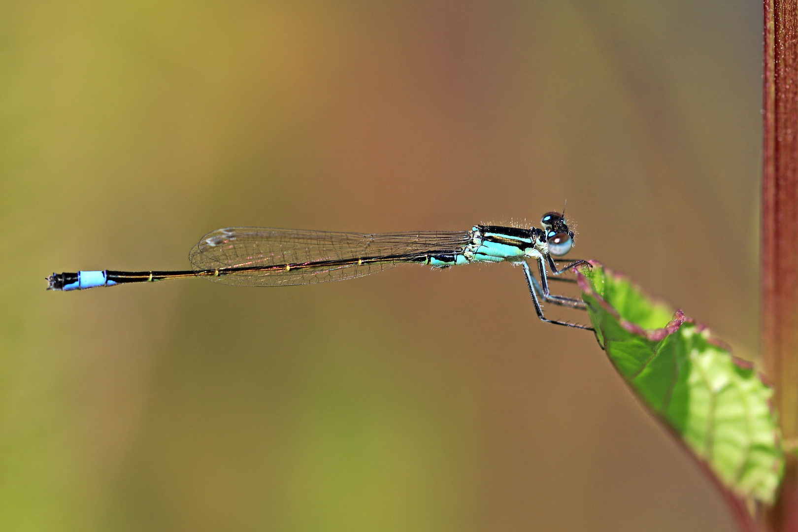 Kleine blaue Schönheit