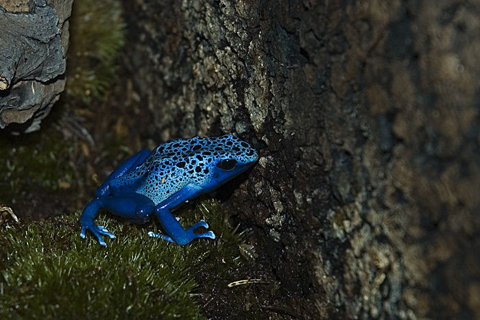 Kleine blaue Schönheit