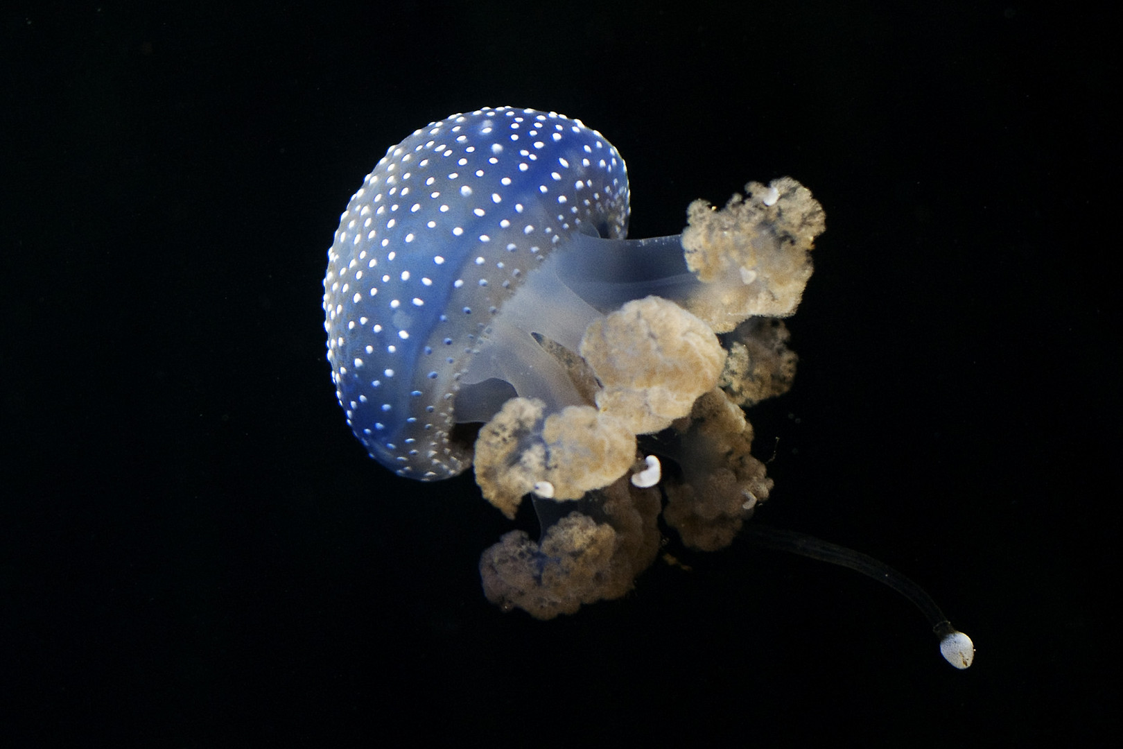 kleine blaue Schönheit