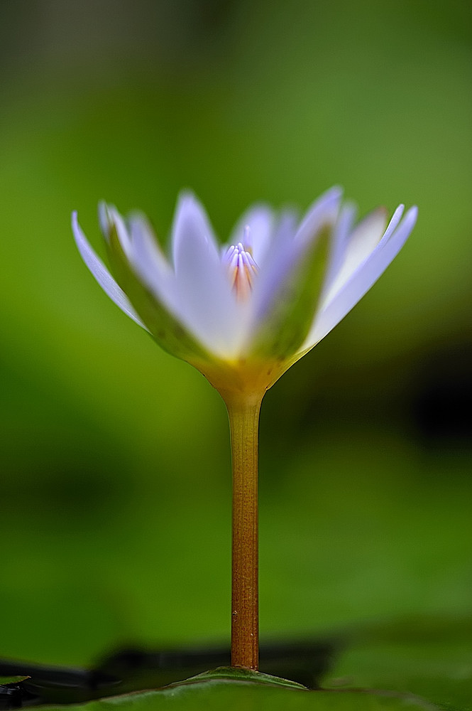 kleine blaue Seerose