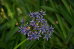 Kleine blaue Sternchen