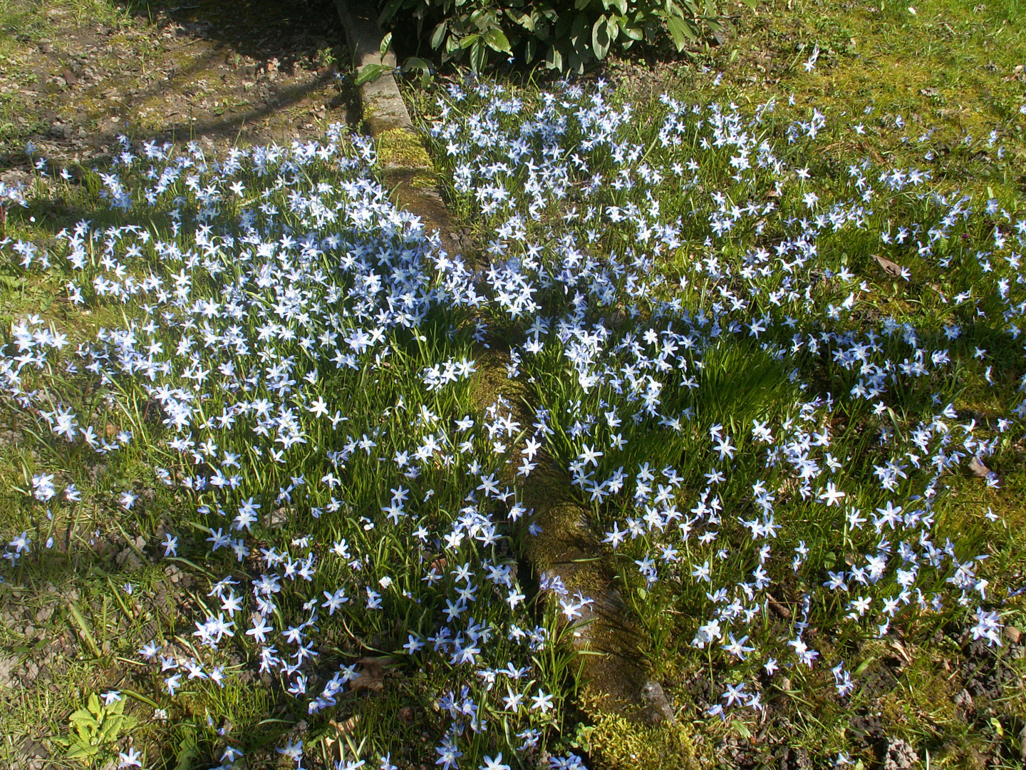 Kleine blaue Sterne