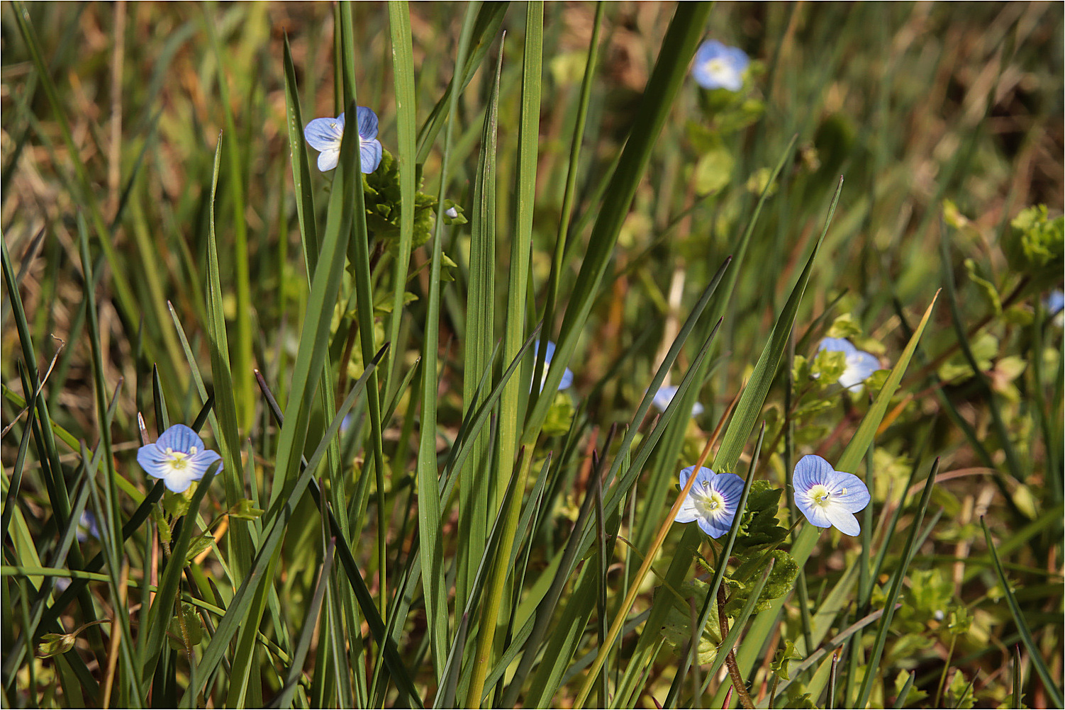 Kleine blaue Wunder