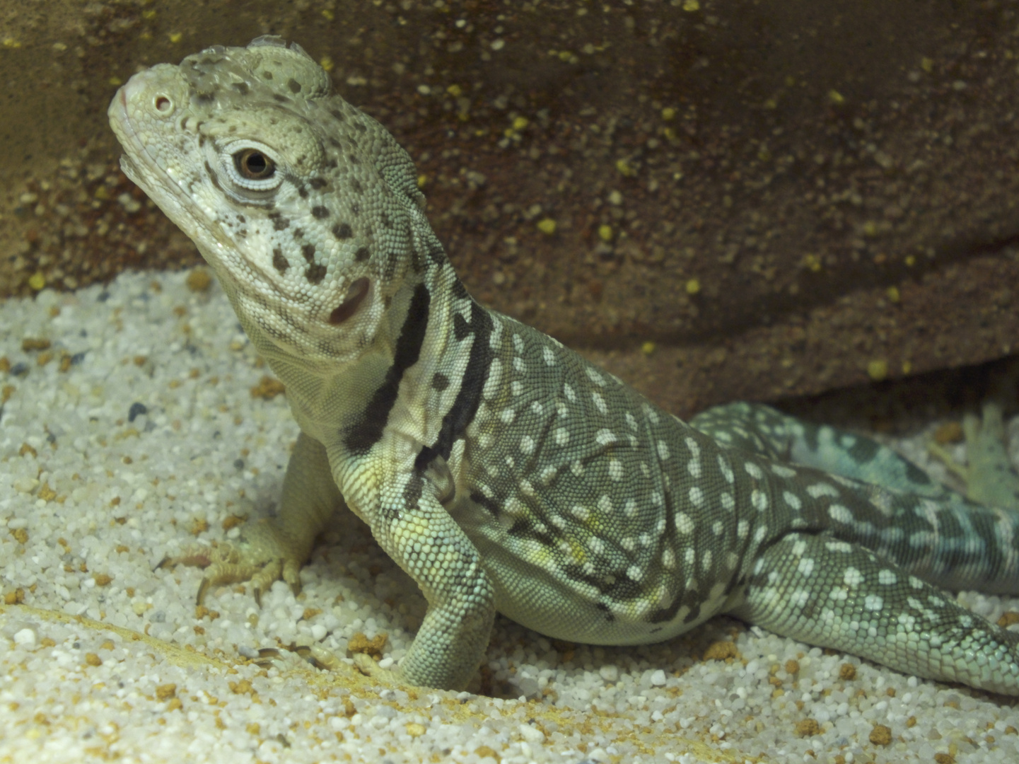 Kleine Blaukehlagame - fotografiert in der Reptilienausstellung