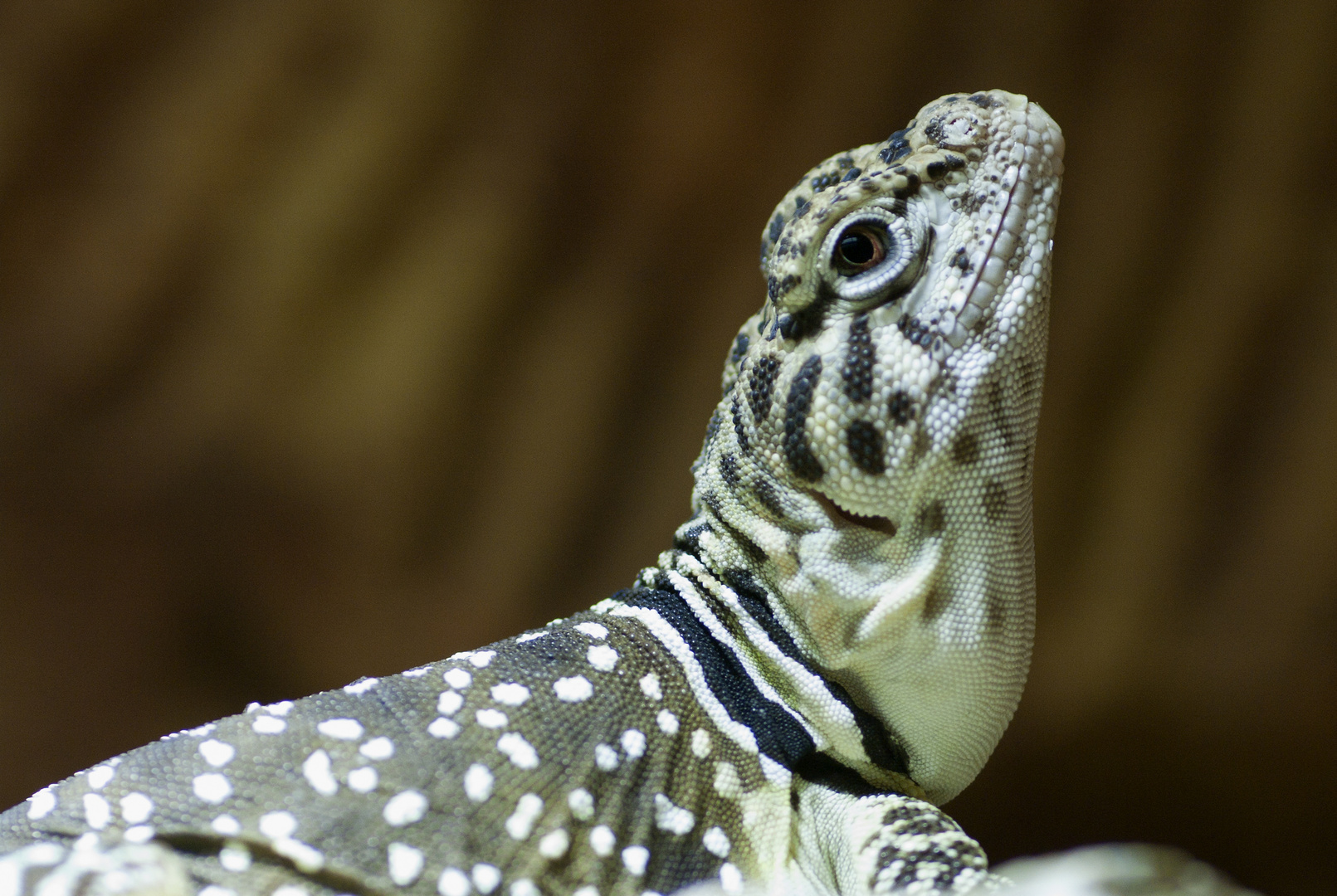 Kleine Blaukehlagame in der Reptiliensammlung fotografiert