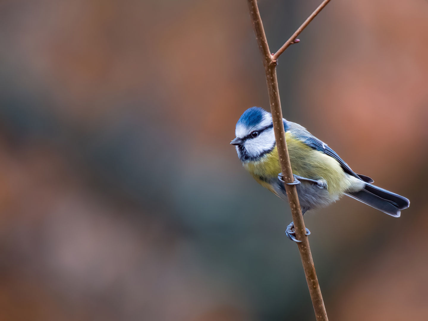 Kleine Blaumeise