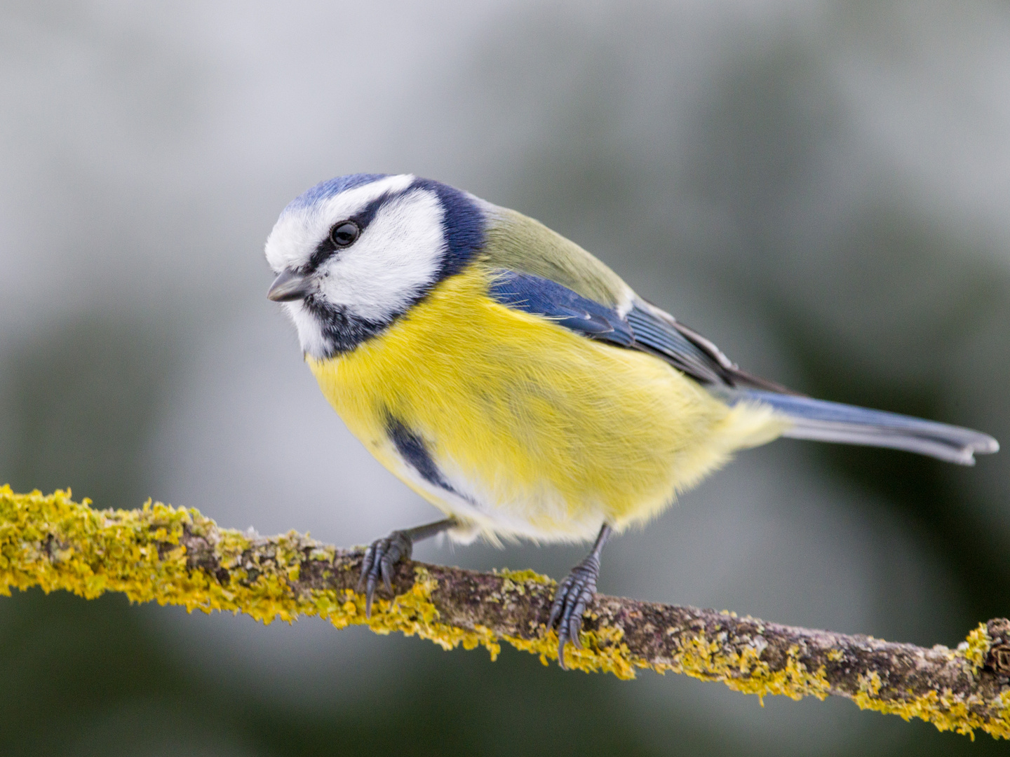 Kleine Blaumeise 