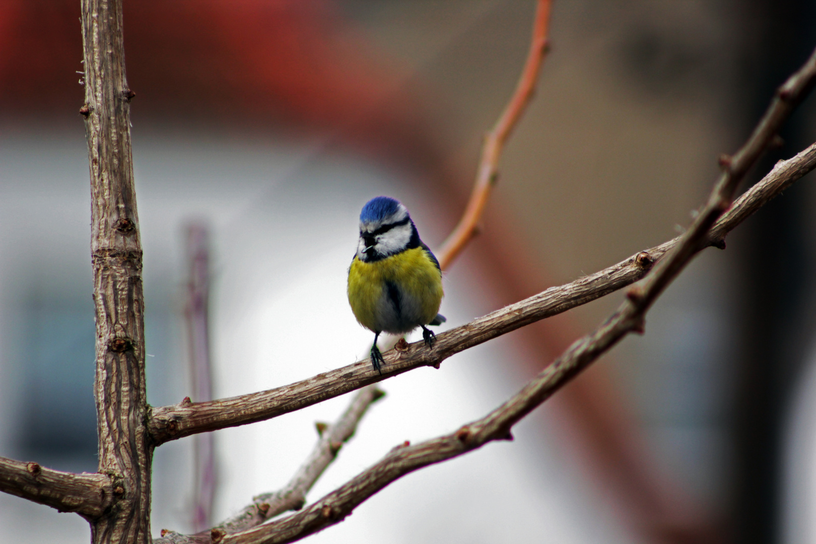 kleine Blaumeise