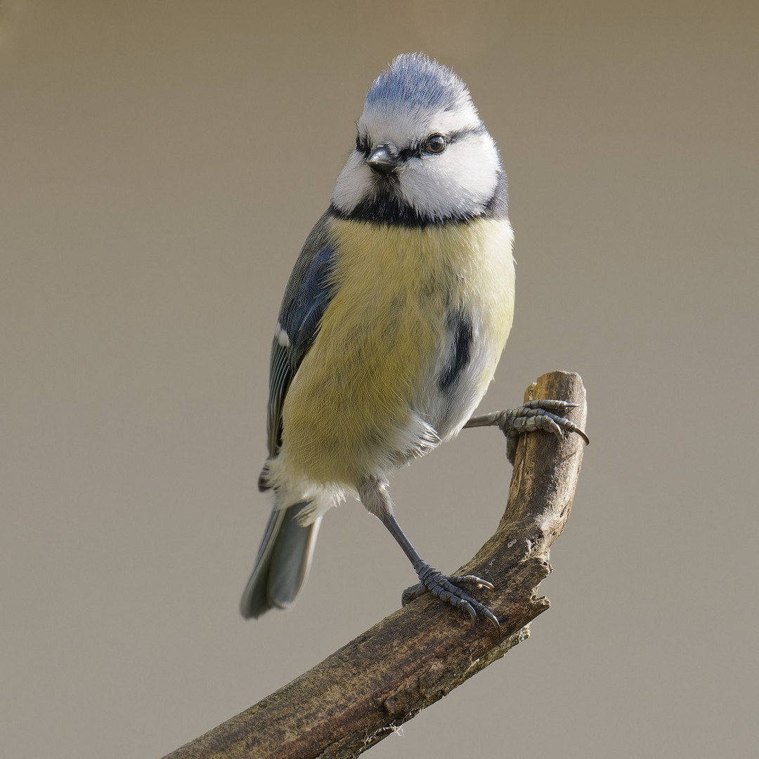 Kleine Blaumeise