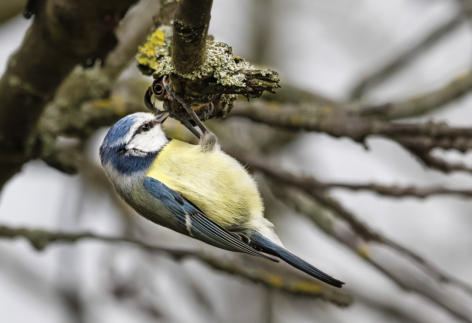 Kleine Blaumeise