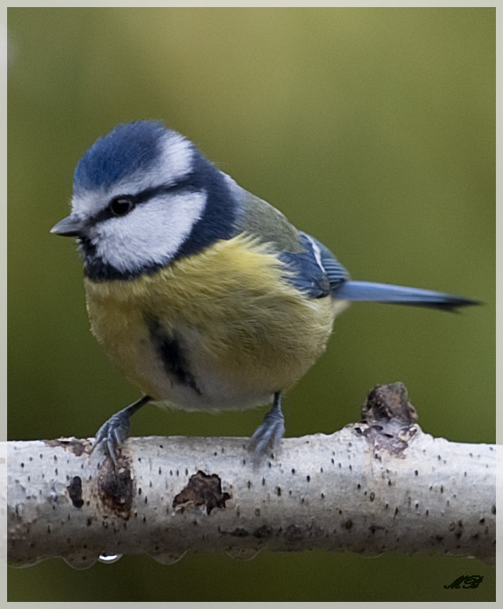 Kleine Blaumeise