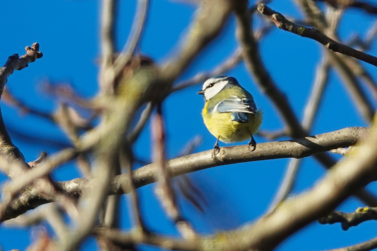 Kleine Blaumeise 