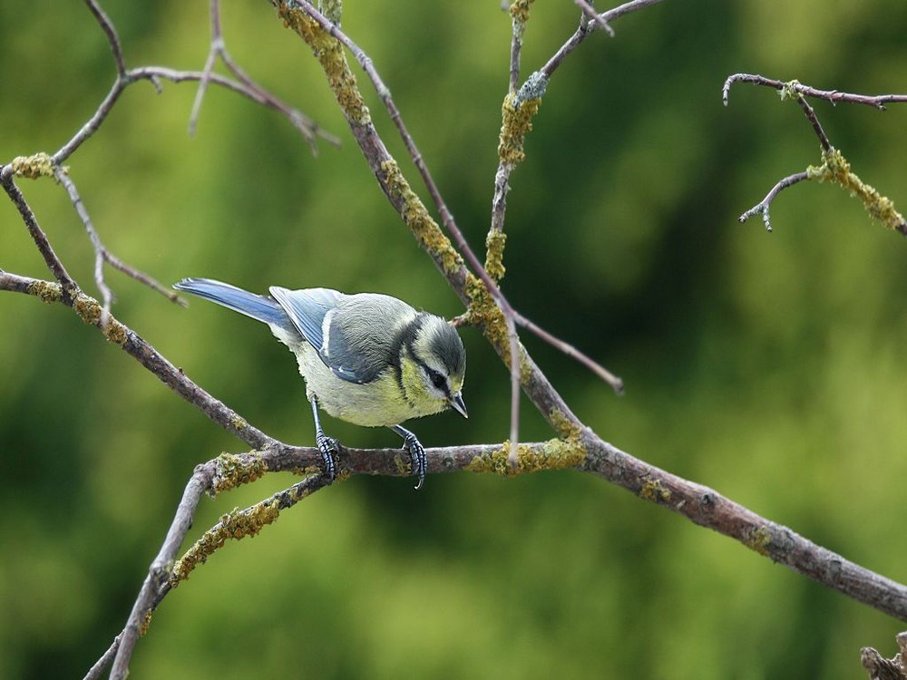 kleine Blaumeise