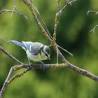 kleine Blaumeise