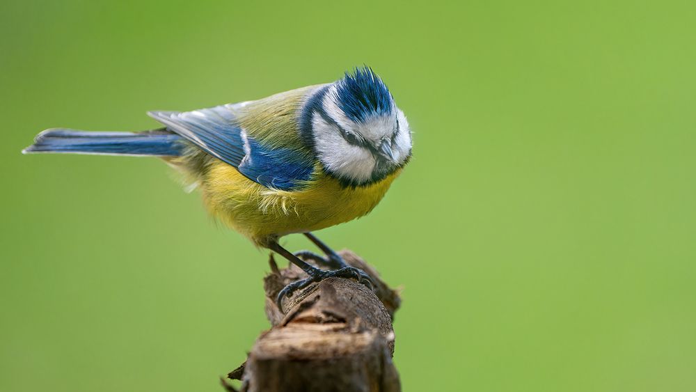 Kleine Blaumeise...