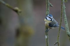 Kleine Blaumeise