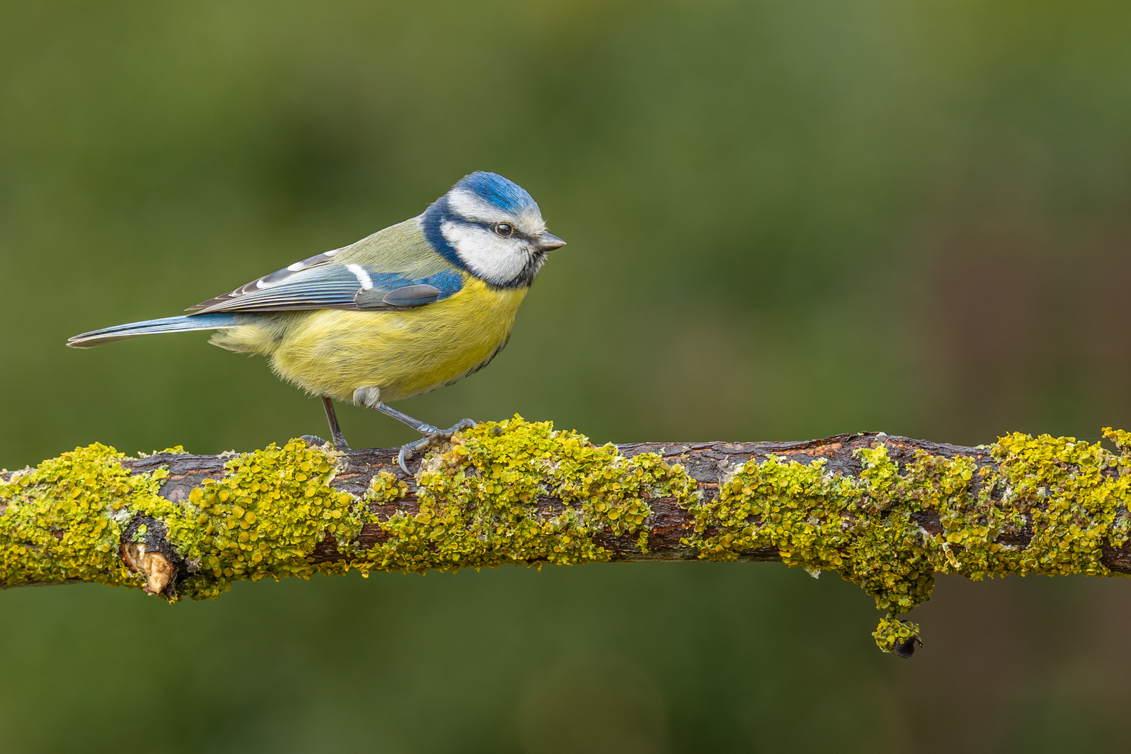 kleine Blaumeise ganz groß