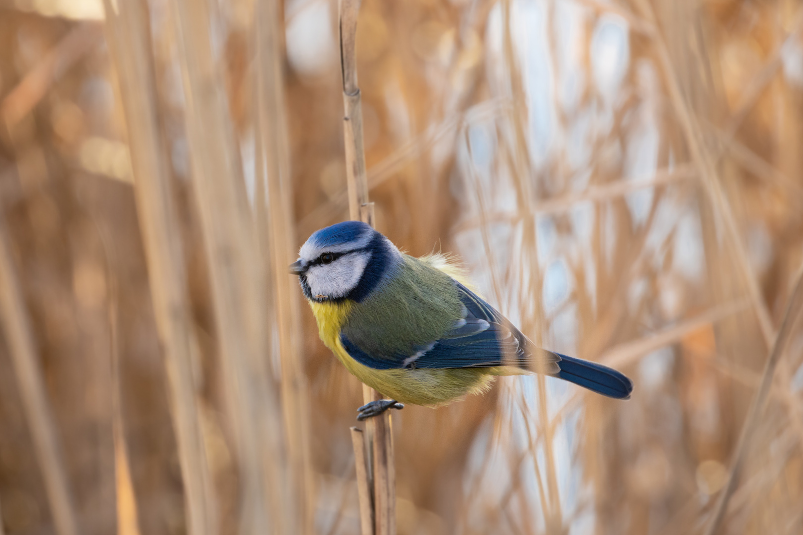 Kleine Blaumeise im Schilf