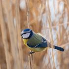 Kleine Blaumeise im Schilf