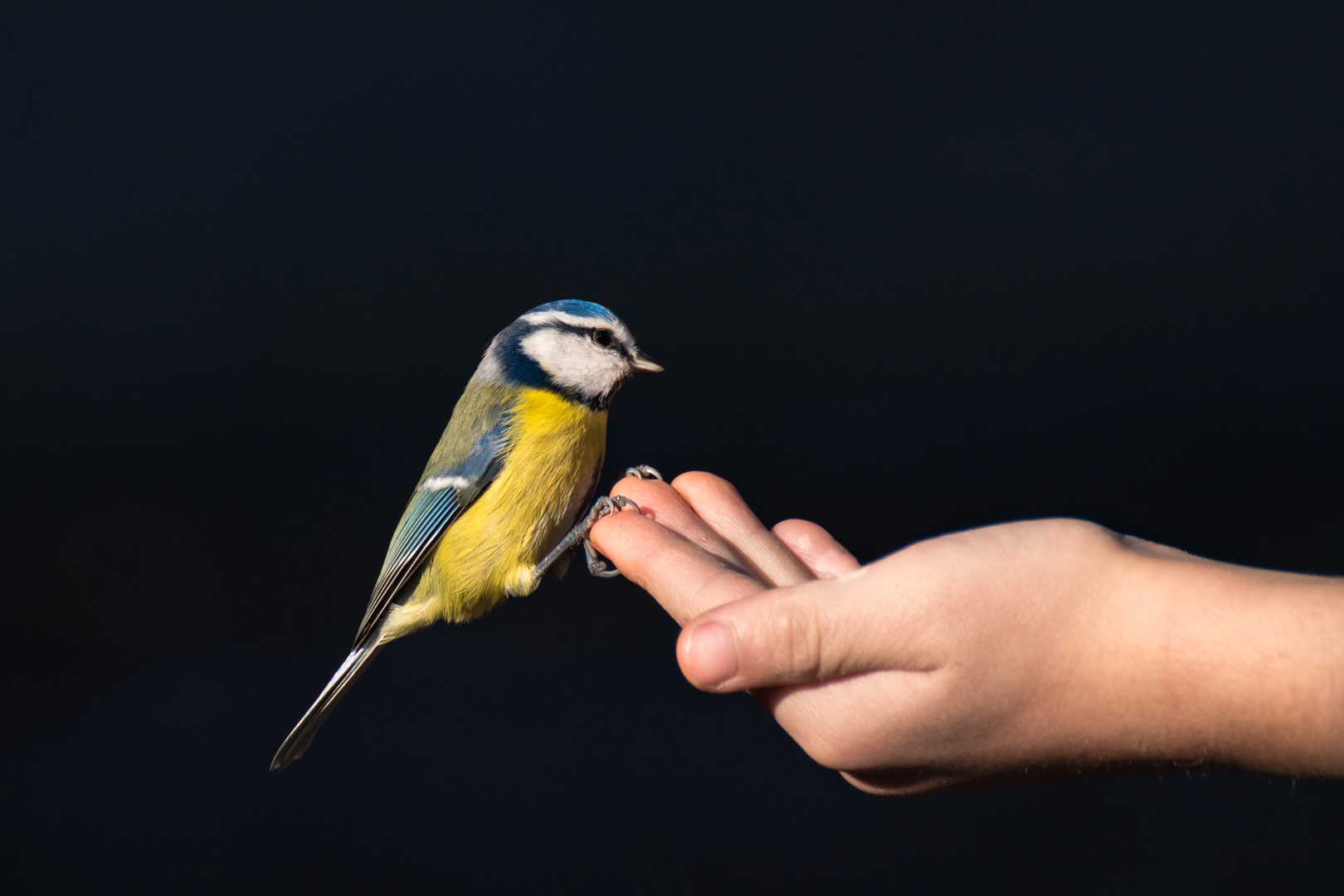 Kleine Blaumeise lässt sich von Hand füttern