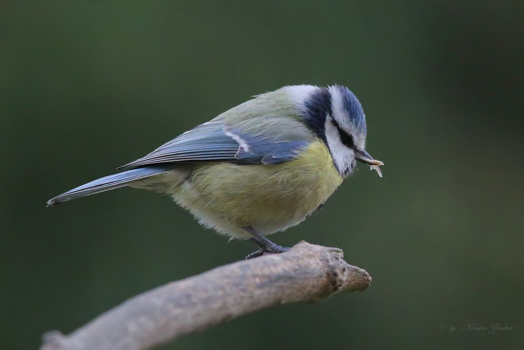 kleine Blaumeise mit Handicap