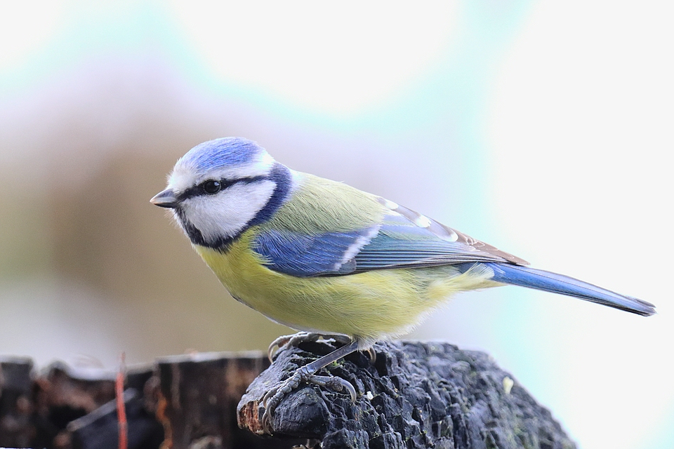 Kleine Blaumeise vom letzten Winter