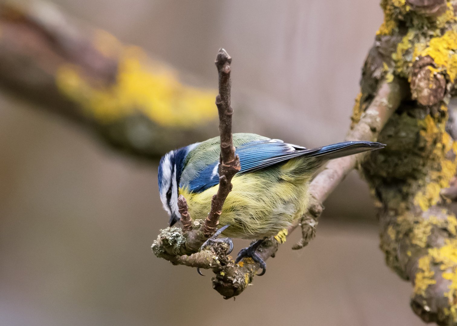 Kleine Blaumeise (von hinten) :0)