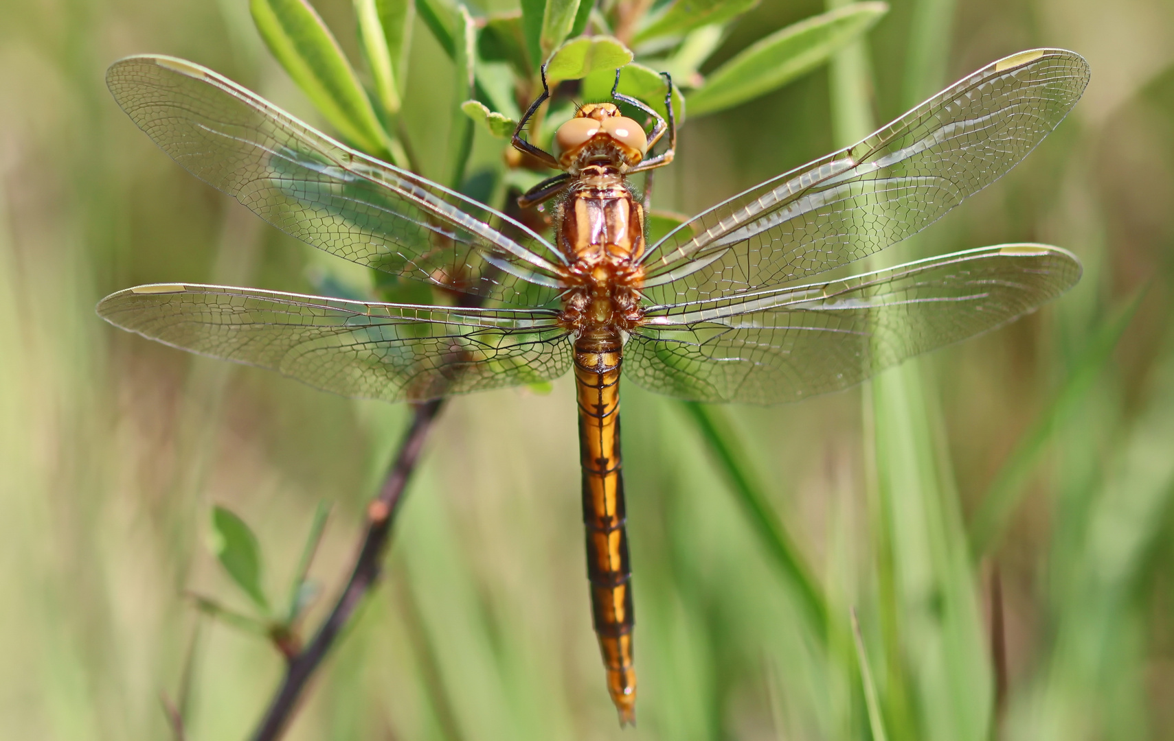 Kleine Blaupfeil (Orthetrum coerulescens)