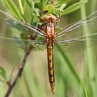 Kleine Blaupfeil (Orthetrum coerulescens)