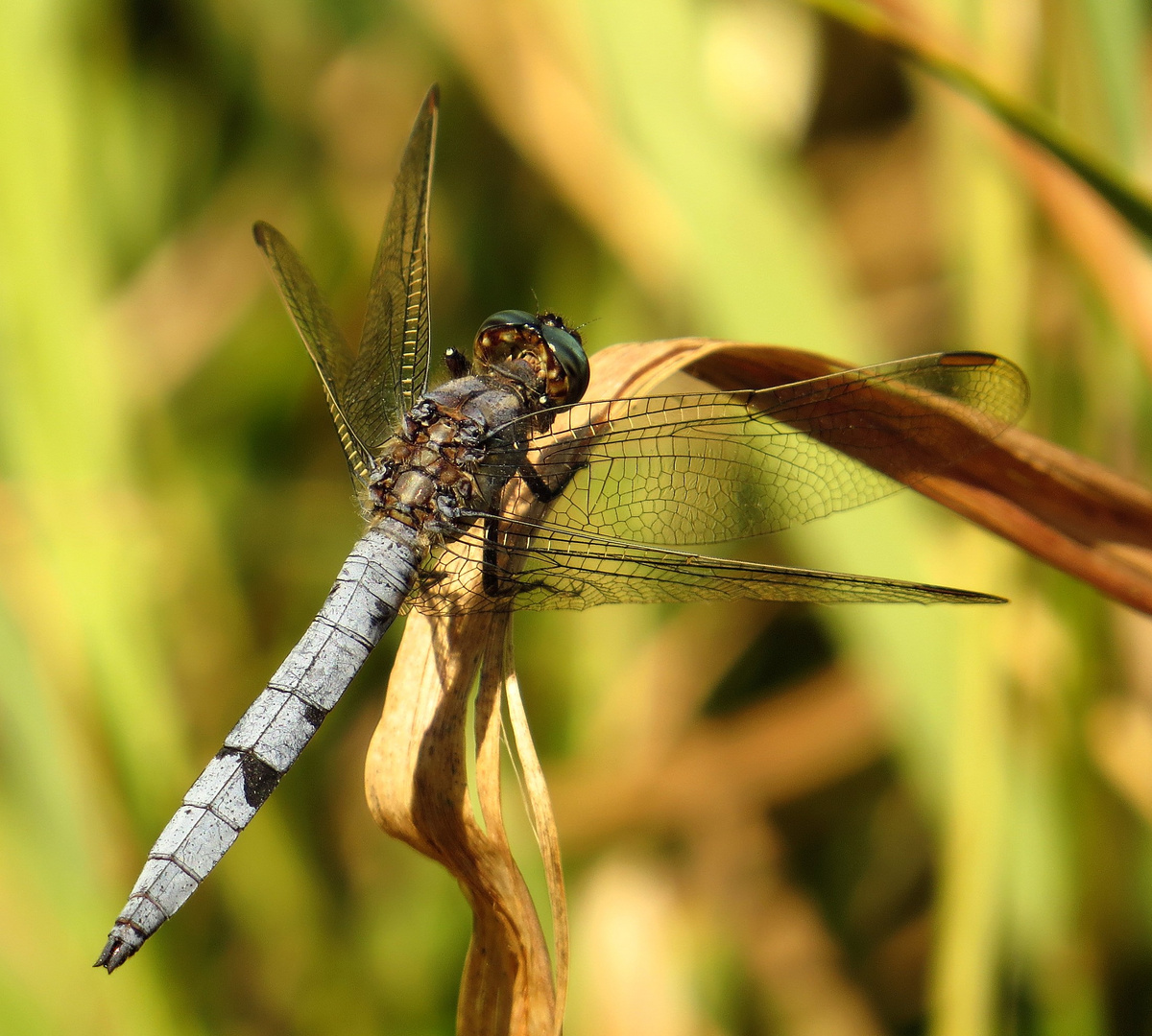  Kleine Blaupfeil (Orthetrum coerulescens), Männchen